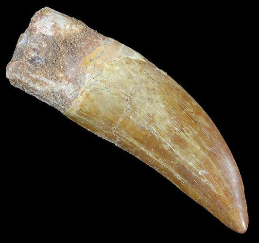 Serrated Carcharodontosaurus Tooth #52465
